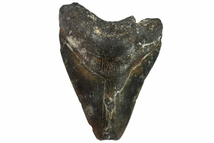 Bargain, Fossil Megalodon Tooth - North Carolina #91674